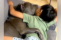 お風呂から上がったら、ソファで『息子と大型犬』が一緒に寝ていて…とんでもなく尊い光景が300万再生「最強ボディガード」「可愛い世界」