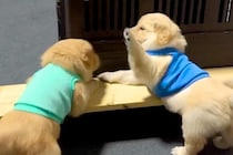 『世界一かわいい兄弟喧嘩』子犬が寝床を探していたら、他の子犬に絡まれて…とんでもなく尊い『争い』が84万再生「犬パンチ最高」「たまらん」