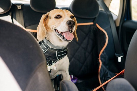 犬を車に乗せるときのNG行為4つ　愛犬とのドライブ前に確認すべきこととは？