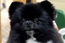 『外国人の方に食べ物に例えられ…』犬の写真をSNSにアップ→あまりにも的確な『表現』が面白すぎると940万表示「秀逸」「ユーモアがｗｗ」