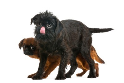 低姿勢の茶と手前の黒