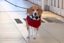 犬の散歩中、ママがサプライズで登場した結果→ゆっくり近づいて…確信した瞬間の『人間のようなリアクション』が話題「完全に人ｗ」「嬉しいね」