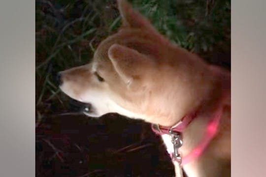 『遠吠え下手くそ選手権一位』夕方にチャイムを聞いた犬→予想と違いすぎる『鳴き声』が60万再生「笑い止まらんwww」「もはや襲われてて草」