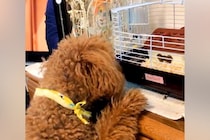 犬が溺愛していた『ハムスター』が亡くなってしまい…『切なすぎる光景』に涙が出ると110万再生「泣いてしまった」「ちらちら見るの悲しい…」