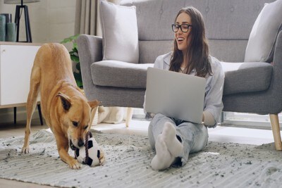 そばで遊ぶ茶の犬