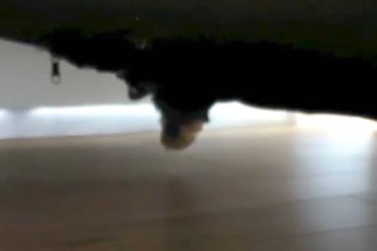 家の中で『犬が行方不明』に…探し回り、ようやく見つけた結果→予想の遥か上を行く『衝撃の光景』が77万再生「ホラーすぎｗ」「顔浮いてて草」