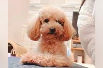 獣医から『外に連れ出さないほうがいい』と言われた繁殖引退犬→1年半、諦めずに育てた結果…別犬級の変化に反響「可能性は無限大」「偉い」