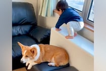 1歳の男の子が段差を降りようとした結果→見守っていた犬が…まるでお兄ちゃんのような『賢すぎる行動』が226万再生「頼れる兄貴」「偉い」