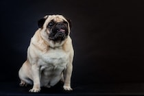 犬が『超苦手に感じるニオイ』5選　体への影響や暮らしの中で気をつけるべきことまで