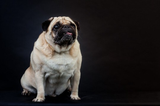 犬が『超苦手に感じるニオイ』5選　体への影響や暮らしの中で気をつけるべきことまで