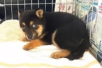 殺処分に怯える『野犬の子犬』を保護→車内でもブルブル震えて…『お別れまでの記録』に涙が止まらないと801万再生「泣けた」「目つきが違う」