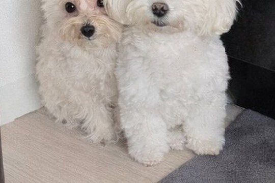 消防点検で作業員が自宅に入ってきた結果→2匹の犬が『びっくり』してしまい…思わず抱きしめたくなる表情に2万いいね「めちゃ可愛いｗ」と悶絶