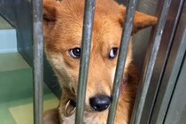 飼い主に捨てられ、殺処分を待つ『怯えた顔の犬』…保護後に見せた『本当の表情』に涙が出ると81万再生「こんな変わるのか」「頭が上がらない」