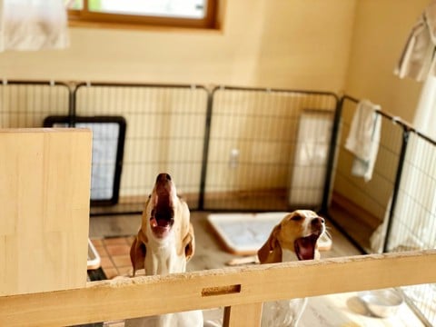 『犬の吠え方』でわかる心理5つ　要求吠えに対する飼い主の適切な対応まで解説