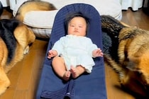 警察犬訓練所出身の大型犬が『生後4ヶ月の赤ちゃん』に寄り添って…まるでボディガードのような光景が話題「カッコイイ」「頼もしすぎる」