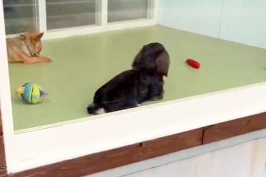 トリミングサロンまで犬をお迎えに→近づいても気付かず…『ママだ』と確信した瞬間が可愛すぎると32万再生「ハッとしてるｗ」「尻尾フリフリ」