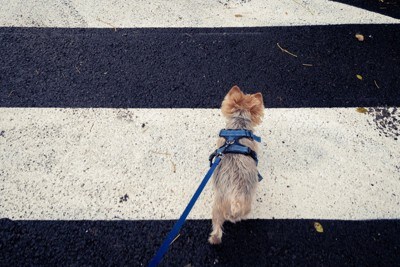 横断歩道の白線と犬