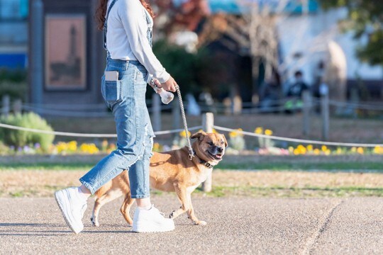 愛犬の『散歩』適当にやってない？外出時に考えられる危険性や事故を未然に防ぐ方法まで