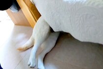 大嫌いな『耳掃除』を察した大型犬→嫌がりすぎて、ソファの下に…まさかの『頭隠して尻隠さずな光景』に爆笑「攻防が微笑ましい」「可愛いｗ」