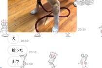 突然、母からのLINEで『山で犬を拾った』と連絡があり…想定外すぎる『まさかの展開』が112万再生「幸せそうで良かった」「馴染んでて草」