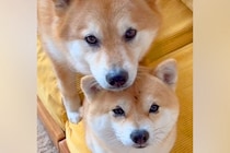 仲良しすぎる2匹の犬→日常を観察してみると…以心伝心？シンクロしすぎている光景に104万再生の反響「可愛くて涙出た」「癒される」と悶絶