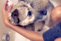 人間に一度も優しくされたことのない『心を閉ざした保護犬』を家族に…初めて『タオルで包まれた瞬間』が286万再生「表情が違う…」「涙出た」