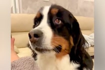 電話のフリをしながら『大型犬の大好きなワード』を連呼した結果→想定以上のリアクションが154万表示「供給過多でもだえてるの可愛いｗ」