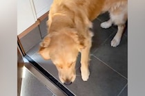 大型犬に『9日ぶりのお留守番』をしてもらった結果→ドアを開けた瞬間の『幸せすぎる表情』が愛おしいと11万再生「いい顔」「幸せに満ちてる」