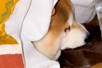 寒い日『絶対にコタツ布団から出たくない』と意地になる犬→あまりにも怠惰な『水分補給の様子』に反響「気持ちわかりすぎるｗ」「起きてて偉い」