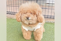 『本当に同じ犬…？』モッコモコの毛を持つ犬→家に迎えたころを見ると…完全に別犬な『衝撃の変貌』に反響「全然違う」「どっちも可愛すぎる」