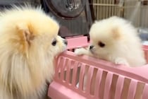 生まれて60日の『極小ポメラニアン』を飼った結果→家に迎えて初日の様子が『尊すぎる』と10万再生「天使が舞い降りた」「癒しをありがとう」