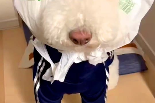 雪の日、お散歩の準備をする大型犬→帽子が見当たらなくて…まさかの『即席防寒スタイル』が可愛すぎると11万再生「味がある」「目がｗｗ」