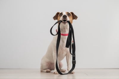 リードを咥える犬