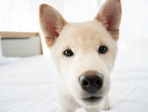 犬が『信用していない人』にする行動４選