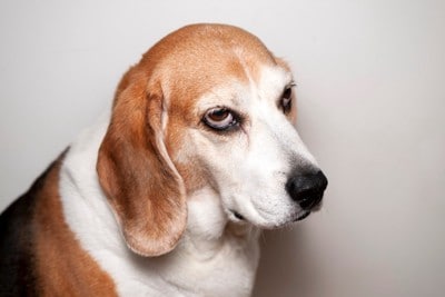 不機嫌そうなビーグル顔のアップ