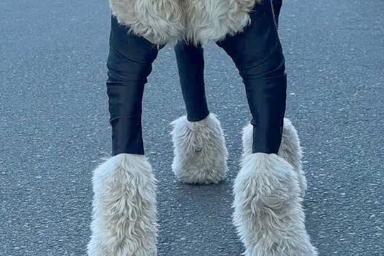 大型犬が汚れないよう『服を着せた』結果→フィットしすぎて…まさかの『脳がバグる光景』が82万再生「ひつじのショーンみたい」「笑った」