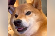 『耳を触られると声が出ちゃう柴犬』がSNSで話題　触れられた瞬間『おしゃべりスイッチ』が入る光景が186万再生「聞いたことない声ｗｗ」