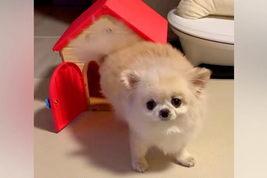 ぬいぐるみの家に入ろうとするチワワ→『小さくて入らないかな』と思ったら…とんでもなく可愛い結末が17万再生「癒し」「最後のキメ顔も素敵」