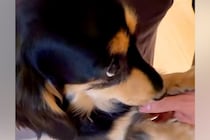 『一緒に寝たい、寝室に連れて行って』とおねだりする犬→とんでもなく可愛い『おててのアピール』が10万再生「上目遣いの破壊力」「たまらん」