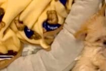小さな子犬のために『ベッド』を用意した結果…思っているのと違う『まさかの寝方』が127万再生「隙間にフィットｗｗ」「仕草たまらない」