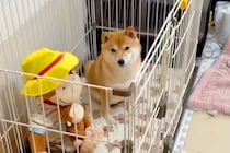 『トイレの業者』が来るので予行練習をした犬→約束の時間になると…『まさかの反応と展開』が15万再生「イメトレとはｗｗ」「最高すぎ」