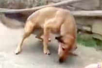 海外を旅する男性→『見覚えのある野良犬』が歩いてきて…まさかの『2年ぶりの再会の瞬間』が泣けると140万再生「涙出てきた…」「愛は偉大」