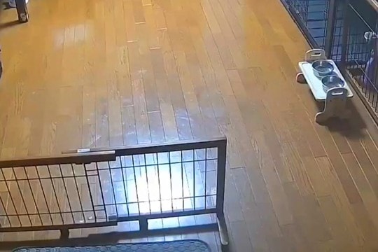 犬の反応『妹が遊びに来た時』と『母に呼ばれた時』を比較した結果→思った以上に『差が激しい光景』がおもしろ可愛いと10万表示の反響