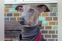 細身の犬が寒そうだったので『人間の服』を貸してあげた結果…まさかの『似合い過ぎている光景』に反響「違和感仕事してｗ」「もう人間でしょ」