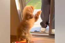 『大好きなお友だち』が家にきたら、犬が大興奮してしまい…全力すぎる『いらっしゃい』が8万再生「一番嬉しいやつ」「興奮度がハンパないｗ」