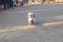 『キミもうちの子にならないか』公園で犬を撮影していたら…『まさかの乱入者』の登場が102万再生「フンフンって音好きｗ」「たまらん」 と絶賛