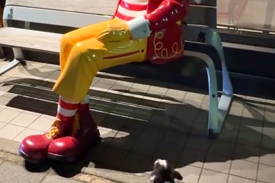 散歩中の犬が『マクドナルドの人形』を本物の人間だと勘違いして…あまりにも愛おしい『まさかの光景』に反響「健気でたまらん」「見えるよねw」