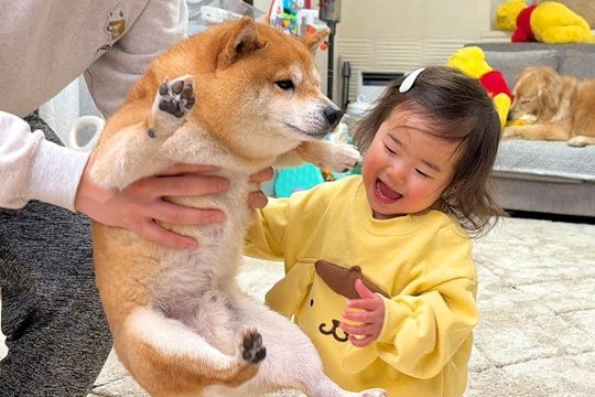 『たかいたかい』をしてもらう1歳の女の子→犬が『羨ましいな』と見つめて…尊すぎるやり取りが28万再生「可愛いが渋滞」「順番待ち偉い」