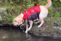 『超』がつくほどのビビり犬→川でパパが流されてしまった結果…想像以上に『葛藤する光景』が22万再生「危険ってわかって賢い」「可愛いｗ」