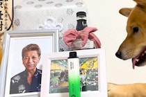 おじいちゃんが亡くなり悲しんでいたら、犬が遺影の横で…思わずもらい泣きしてしまう光景が17万再生「愛されてたんだね」「見ていて涙が出た」